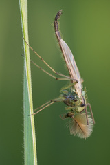 Chironomus macani