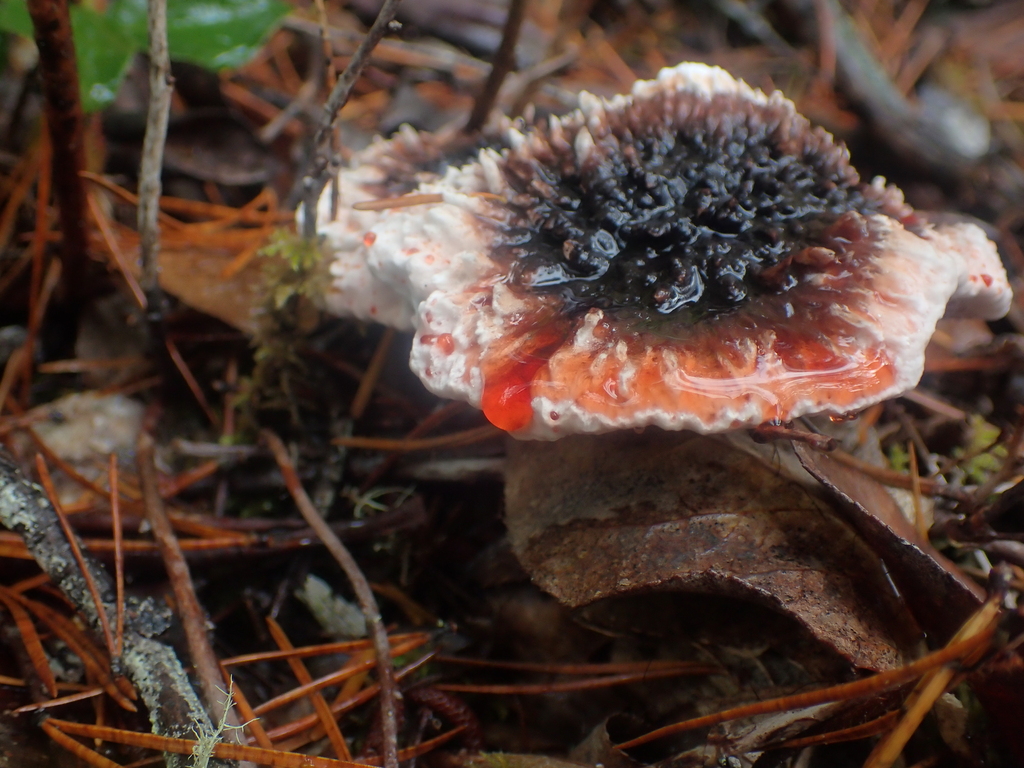 Hydnellum peckii