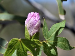 Gossypium robinsonii