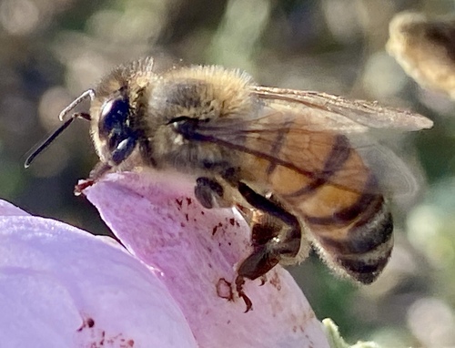iNaturalist observation photo of Western Honey Bee