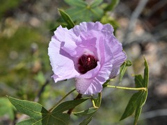 Gossypium robinsonii
