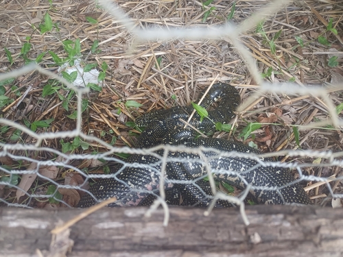 Diamond Python sighting