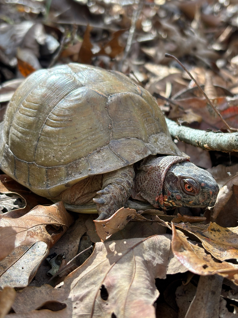 Three-toed Box Turtle in November 2025 by codasaurus · iNaturalist