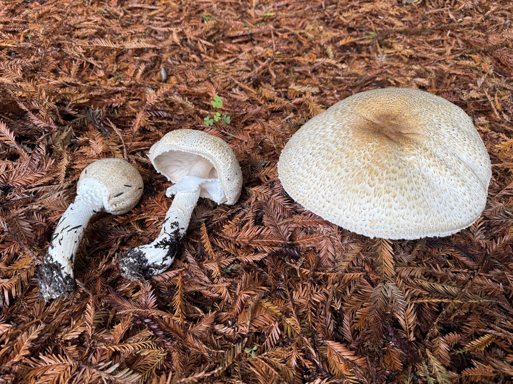 Agaricus augustus · November 2025 · photo: © thehyphaemovement (iNaturalist, cc-by-nc)