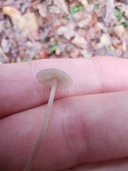 Mycena vitilis