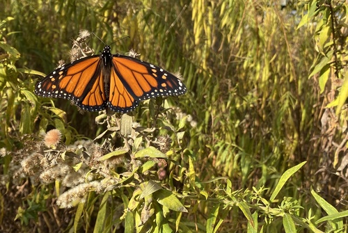 Monarch Butterfly