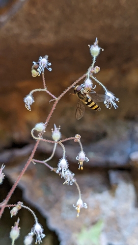 Unknown species found near Oneida, TN 37841, USA