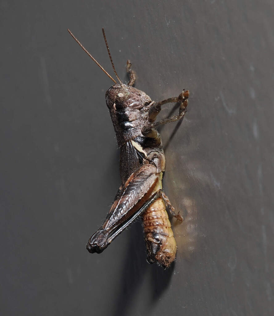 Melanoplus huporeus