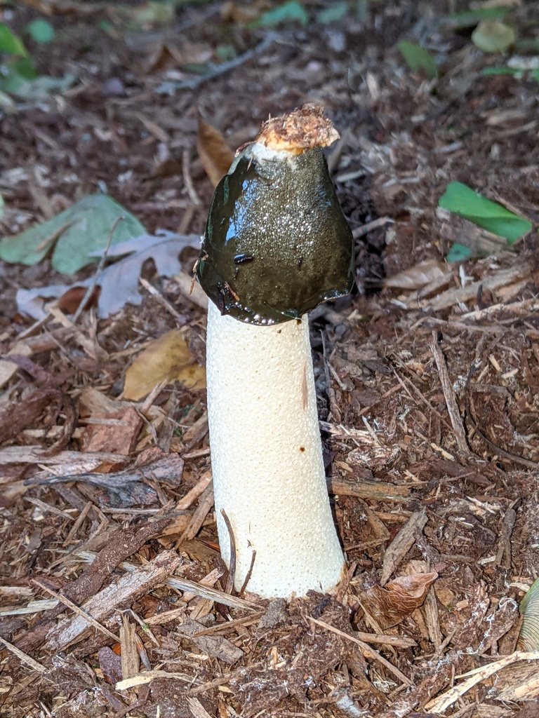 Phallus ravenelii · October 2025 · photo: © kristofz (iNaturalist, cc-by)