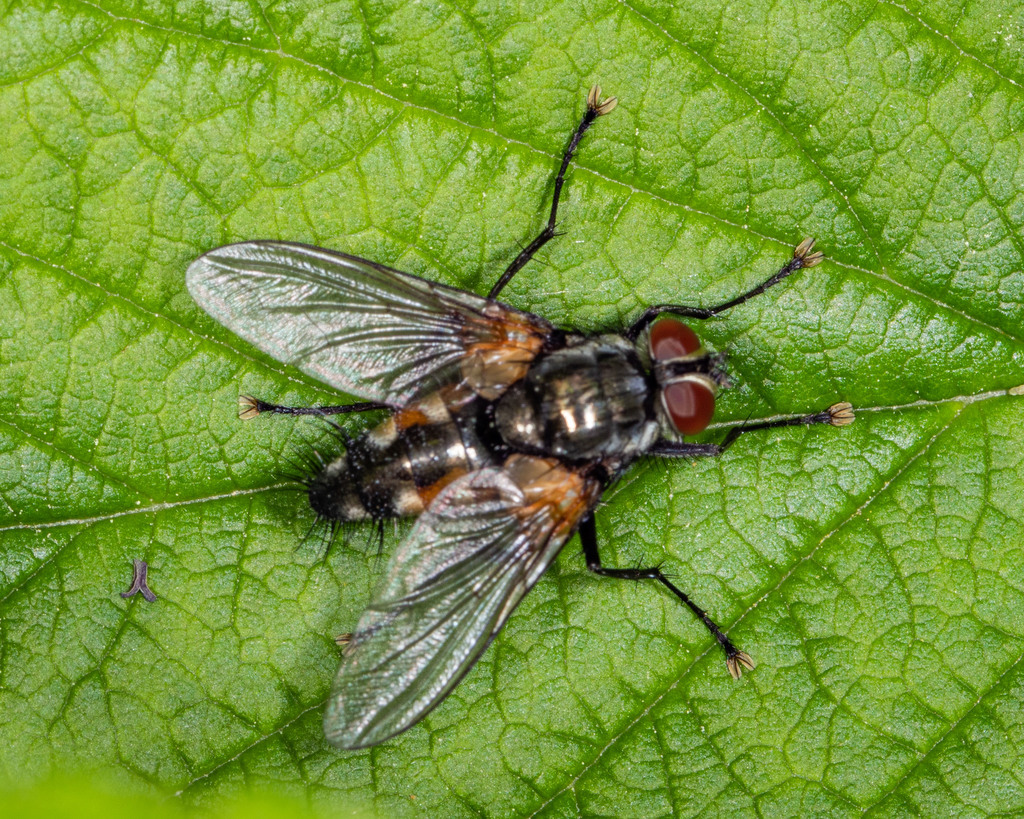 Thelaira americana