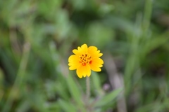 Tridax trilobata