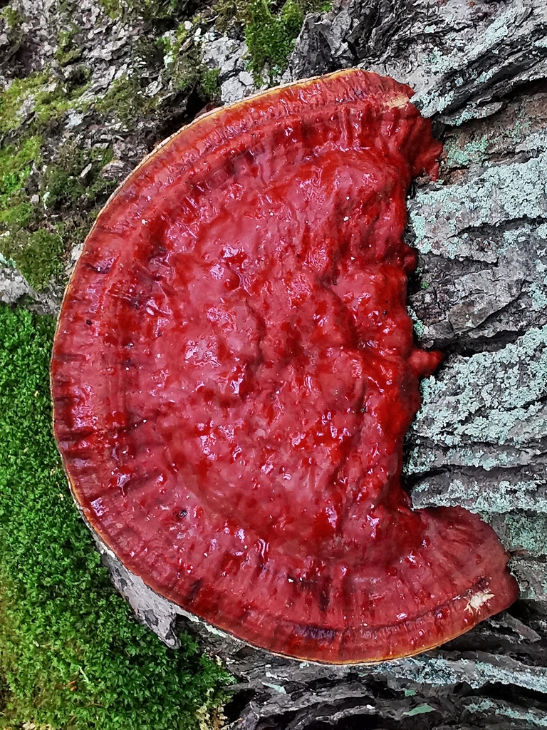 Ganoderma tsugae · November 2025 · photo: © ayatana_biophilium (iNaturalist, cc-by)