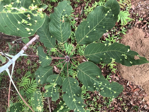 Pseudobombax longiflorum (Mart. & Zucc.) A.Robyns