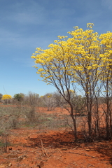 Handroanthus spongiosus