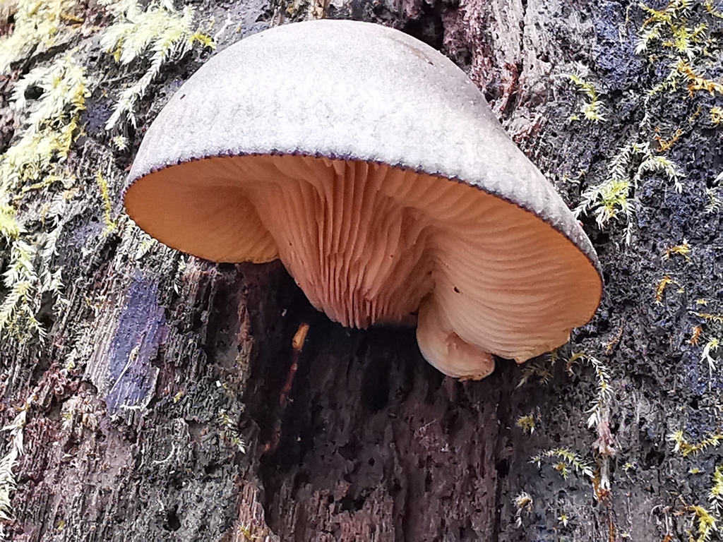 Sarcomyxa serotina · November 2025 · photo: © ayatana_biophilium (iNaturalist, cc-by)