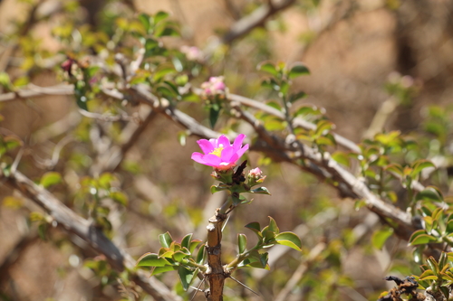 Image of Pereskia Bahiensis (Pereskia bahiensis) by (c) Clara Matos, some rights reserved (CC BY)