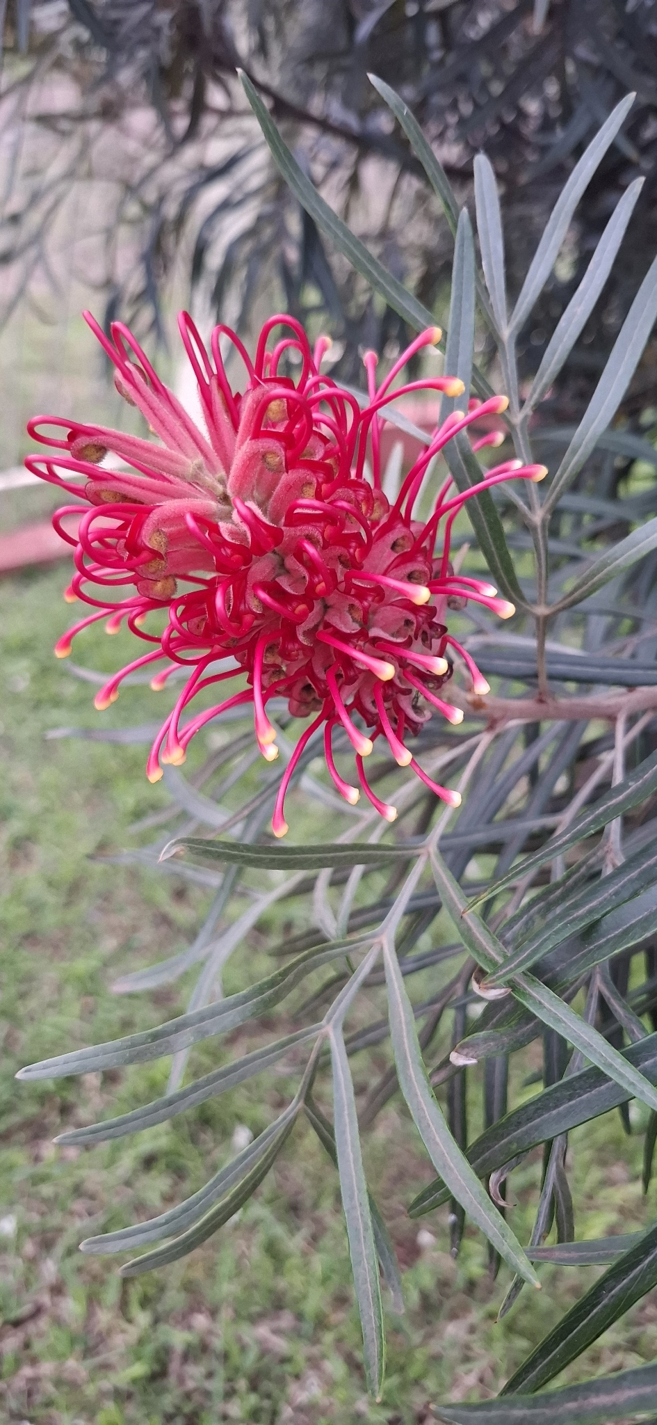 Grevillea banksii