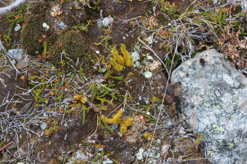 Image of Arctic Firmoss (Huperzia arctica) by (c) Dmitriy Bochkov, some rights reserved (CC BY)