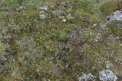 Harrimanella hypnoides