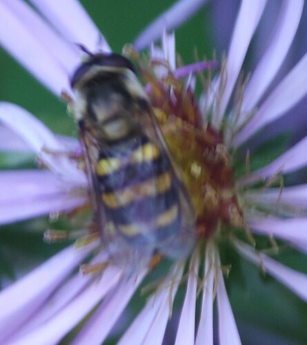 Unknown species found near NH Arboretum