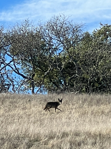 iNaturalist observation photo of Coyote