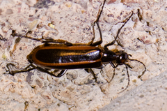 Pyrota akhurstiana
