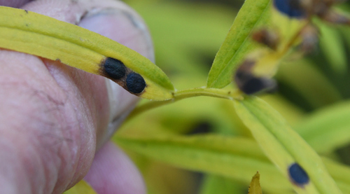 Unknown species found near Pocahontas County, WV, USA