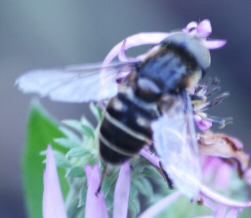 Unknown species found near NH Arboretum