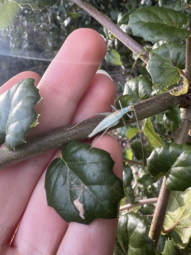 iNaturalist observation photo of Common Tree Crickets