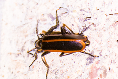 Pyrota akhurstiana
