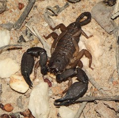 Hormurus