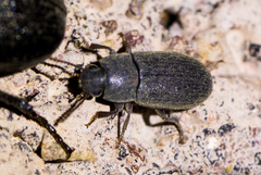 Blapstinus