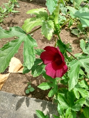 Malvaceae