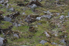 Harrimanella hypnoides