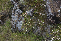 Harrimanella hypnoides