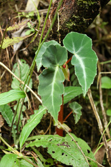 Begonia angularis