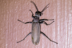 Epicauta tenuilineata