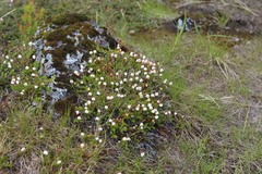 Harrimanella hypnoides