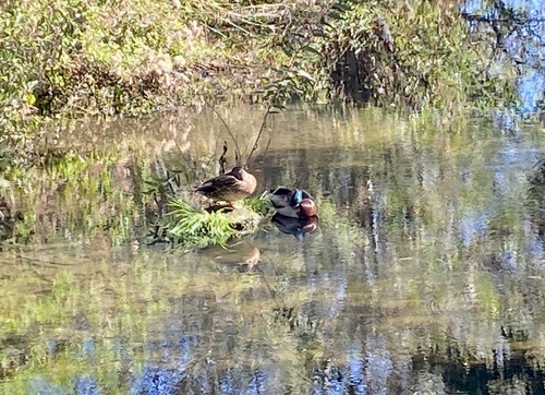 iNaturalist observation photo of Mallard
