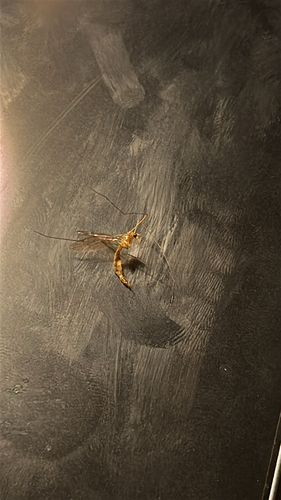 Unknown species found near 14th St N, La Crosse, WI, US
