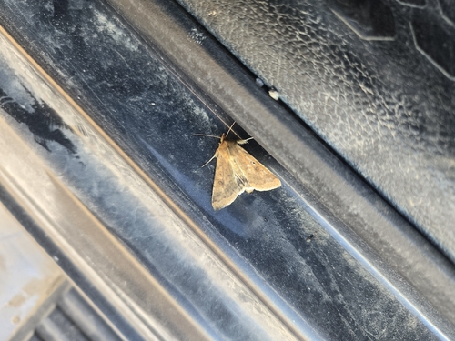 Corn Earworm Moth