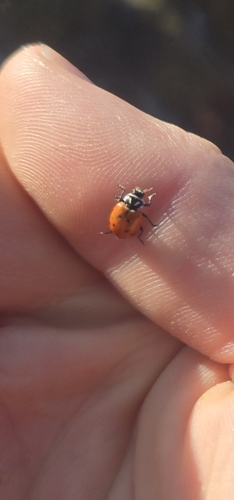 Convergent Lady Beetle
