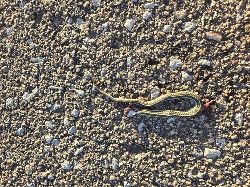 Plains Garter Snake