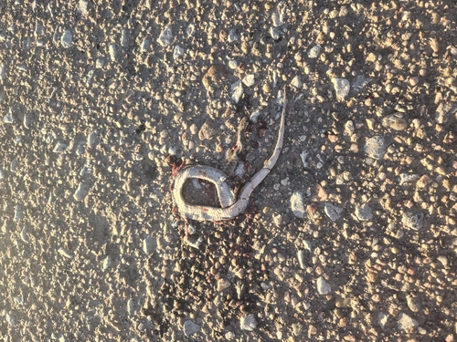 DeKay's Brownsnake