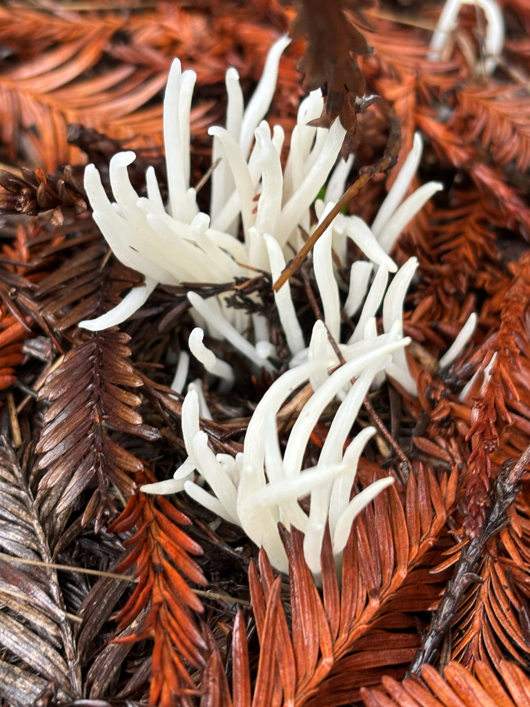 Clavaria fragilis · November 2025 · photo: © eporetsky (iNaturalist, cc-by)
