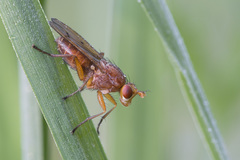 Tetanocera arrogans