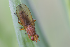 Tetanocera arrogans