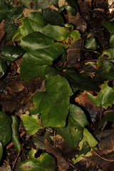 Hedera colchica