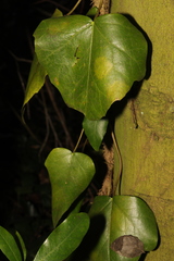Hedera colchica