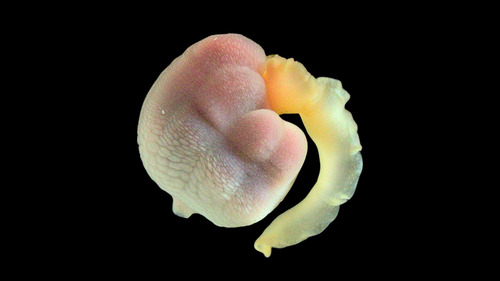 Lissomyema